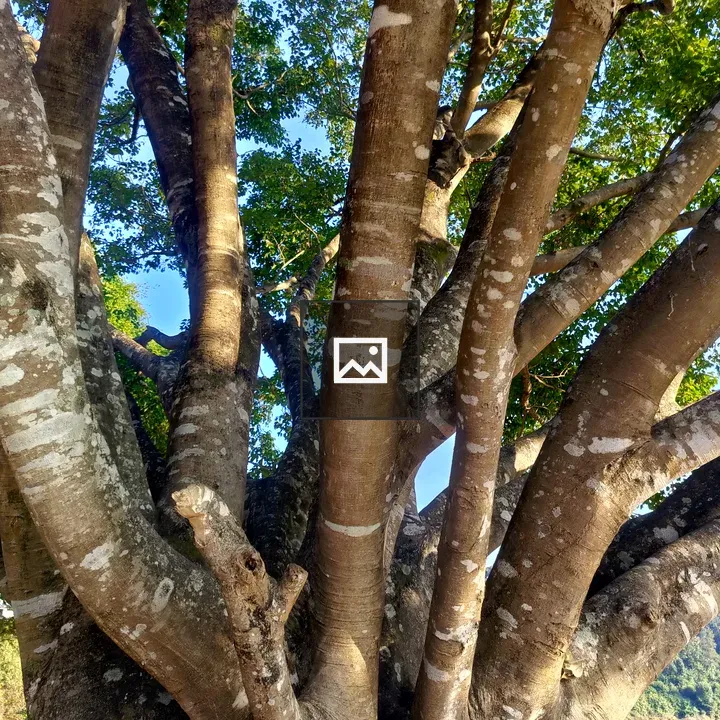 Tree with Thick Trunk and Green Foliage