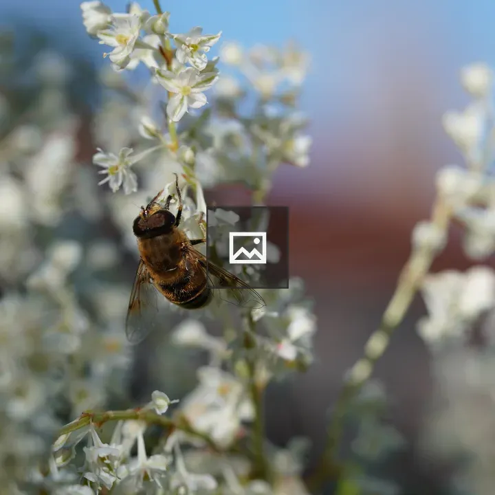 Bee on white blossom