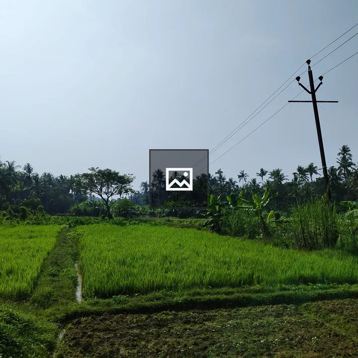 Paddy Field in Kerala