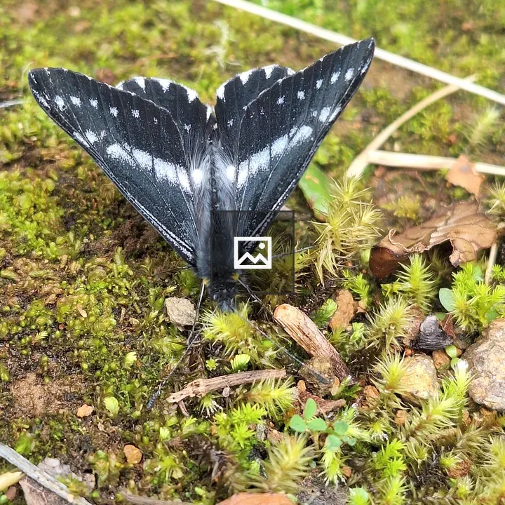 Black butterfly on moss