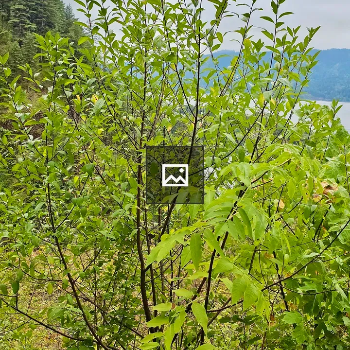 Young green-leafed tree in Oregon