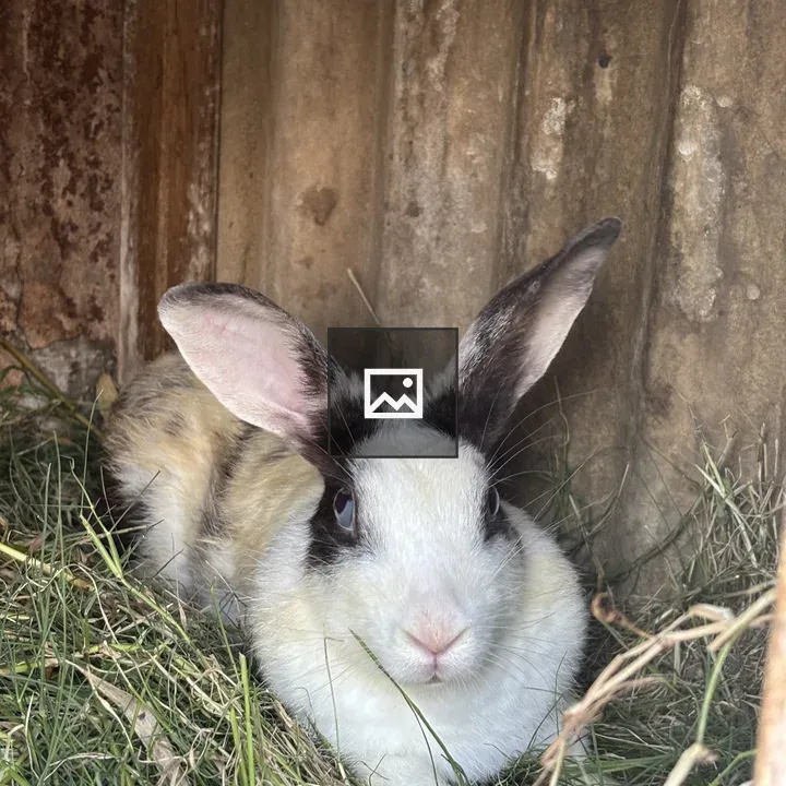 Domestic rabbit resting in hay bed