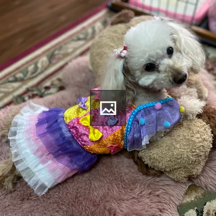 Apricot Toy Poodle in Pink Dress