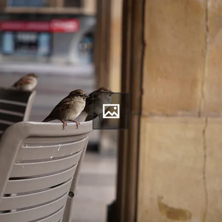 Three sparrows on a beige chair