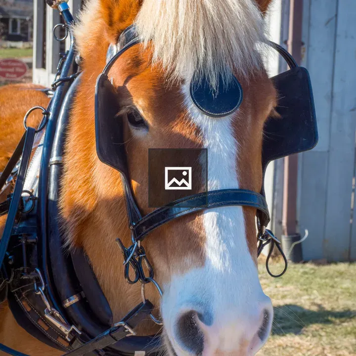 Carriage horse head