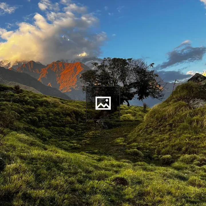 Solitary tree in sunset landscape