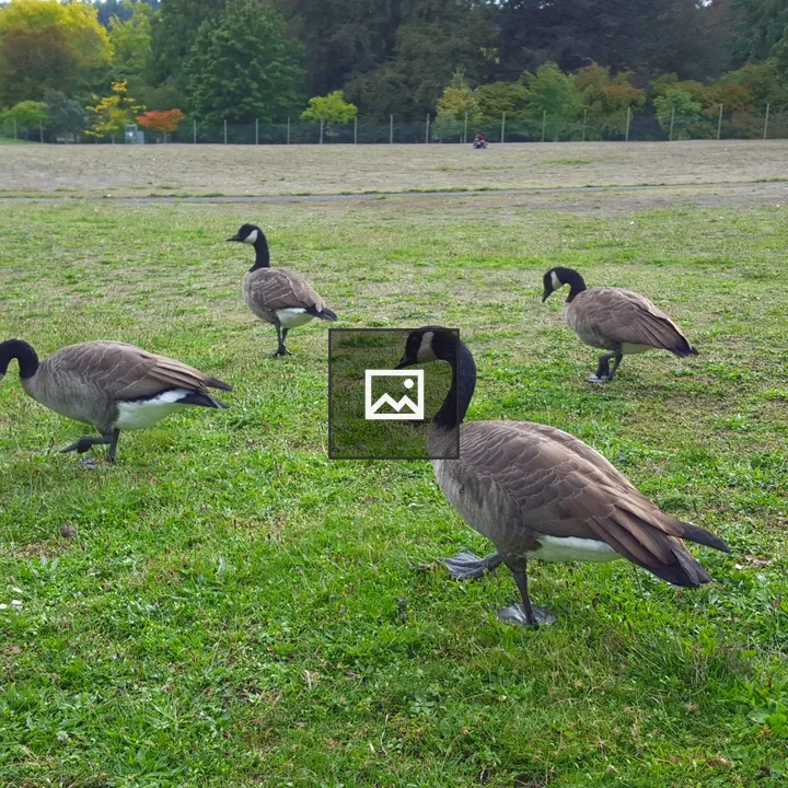 Canada Geese on Lawn