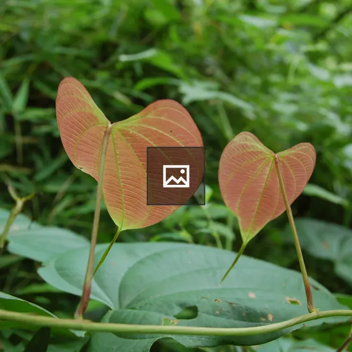 Two heart-shaped leaves
