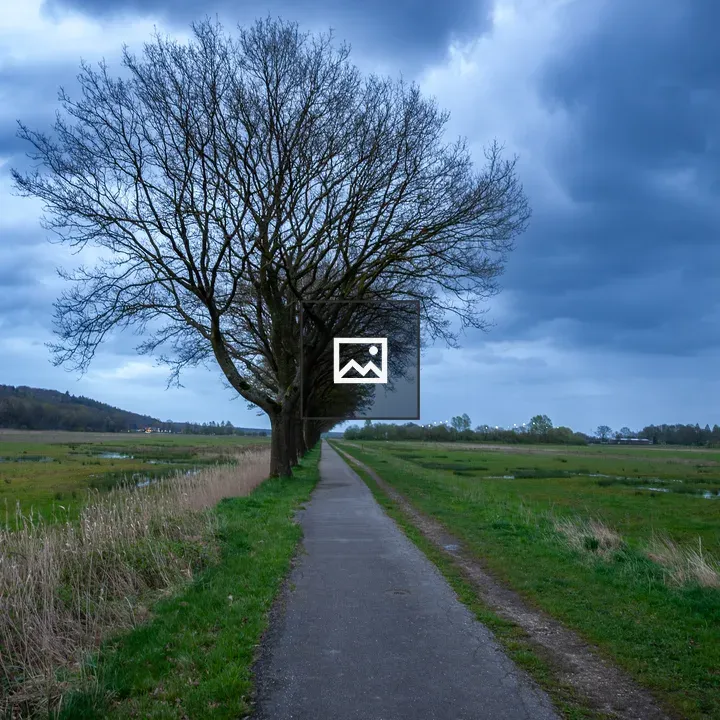 Trees along a nature reserve path