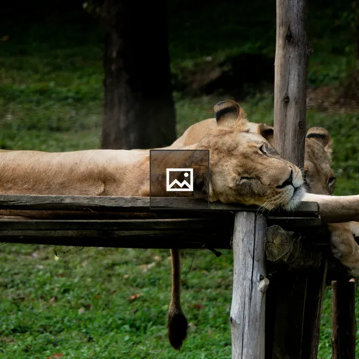 Female lion on wooden platform