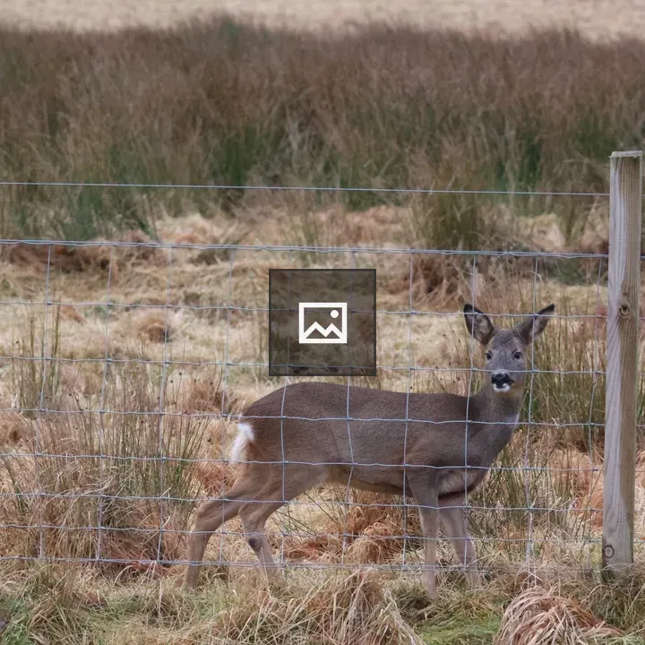 Young deer fawn at fence