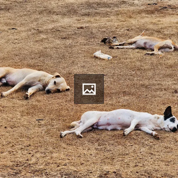 Group of street dogs