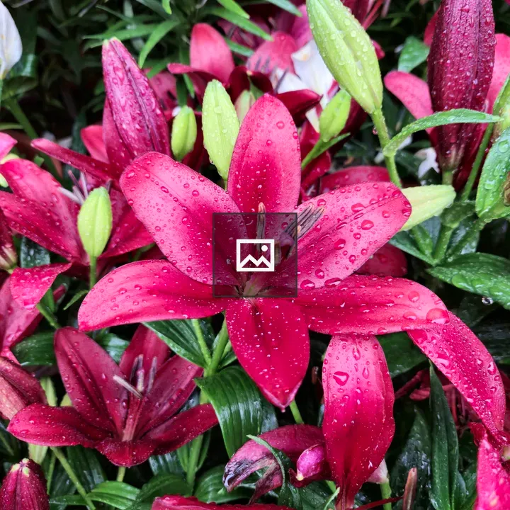Asiatic lilies close-up