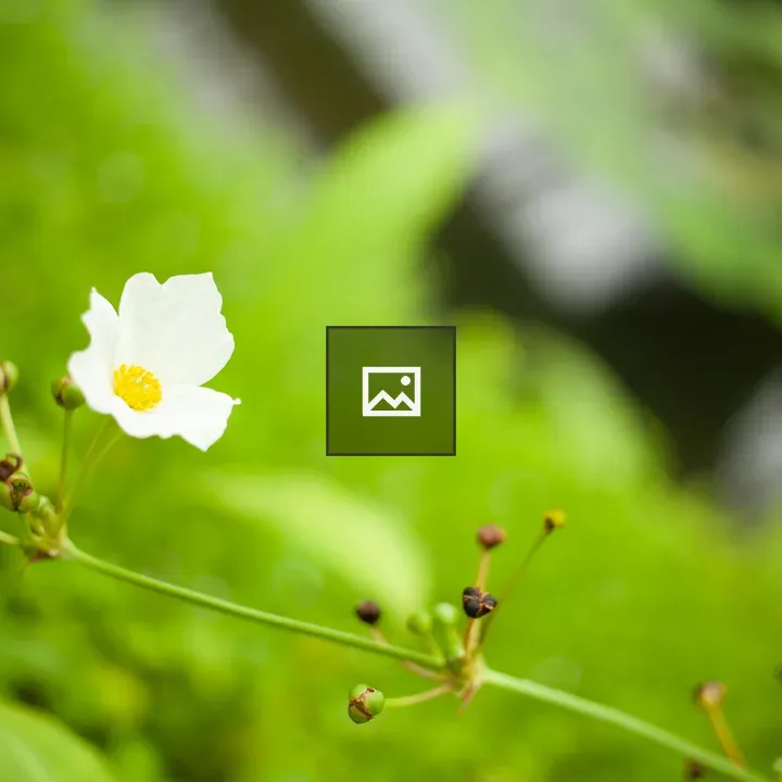 Small white flower on lime green background