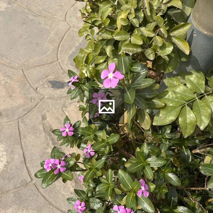 Pink flowers beside stone pavement