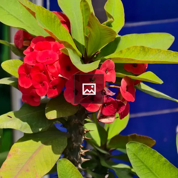 Crown of Thorns Plant with Red Flowers