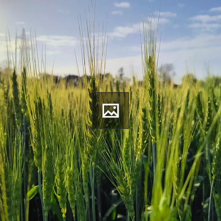 Wheat Field Under Sunlight