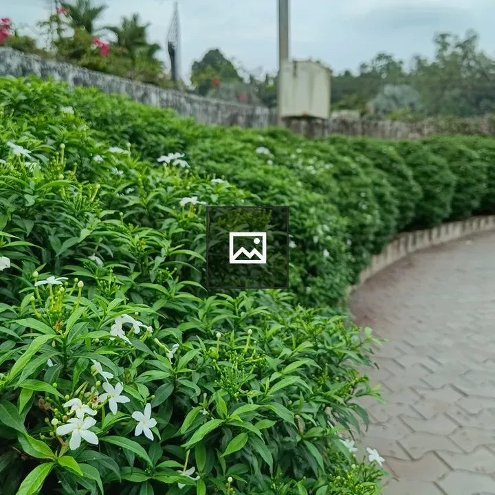Pinwheel Jasmine Bunch
