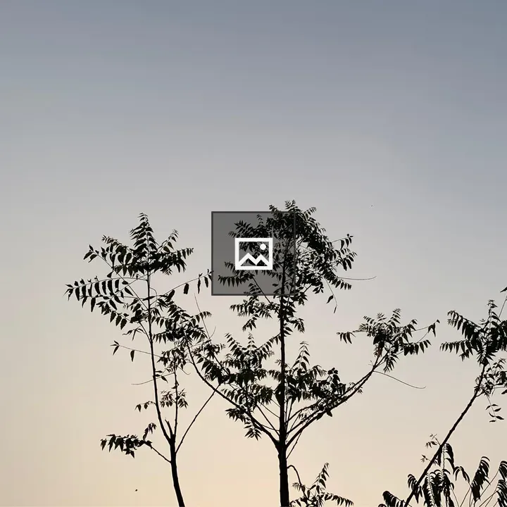 Young tree silhouette against sky