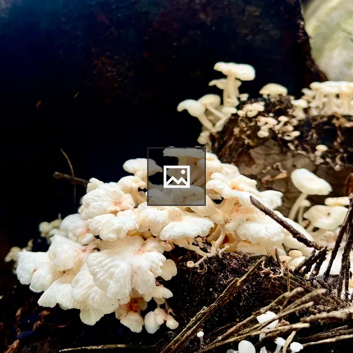 White mushrooms on log