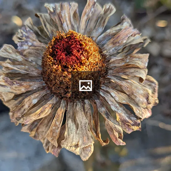 Wilted zinnia flower