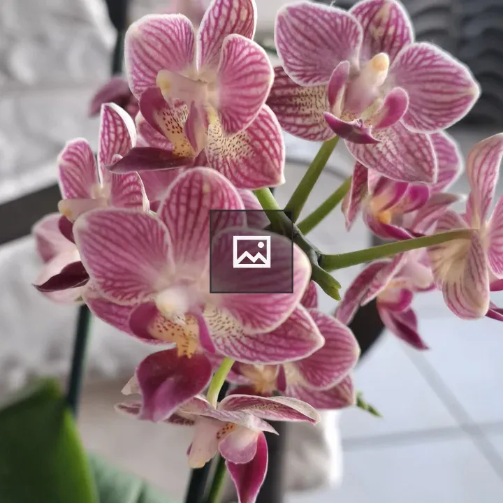 Pink orchid close-up