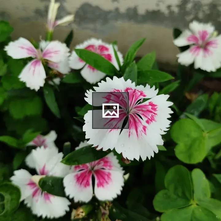 Dianthus Flowers Near Wall