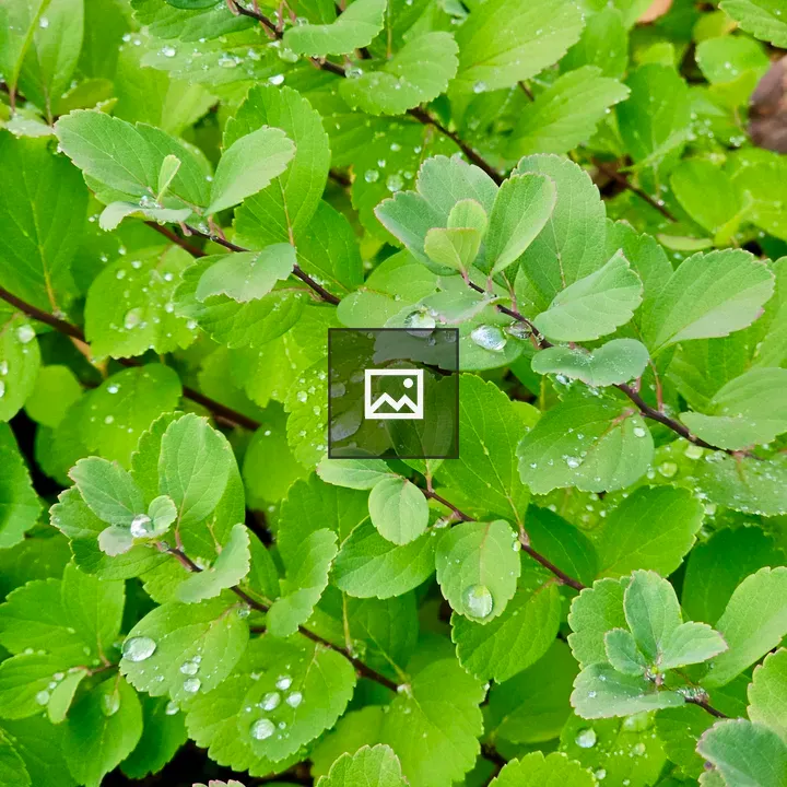 Close-up of green leaves with water droplets