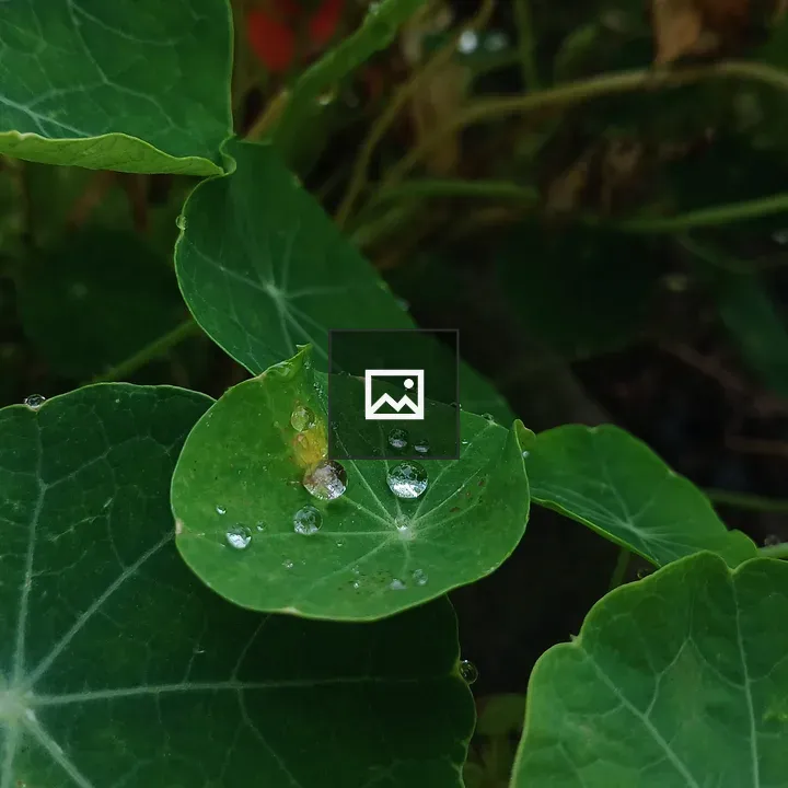 Water droplets on nasturtium leaves