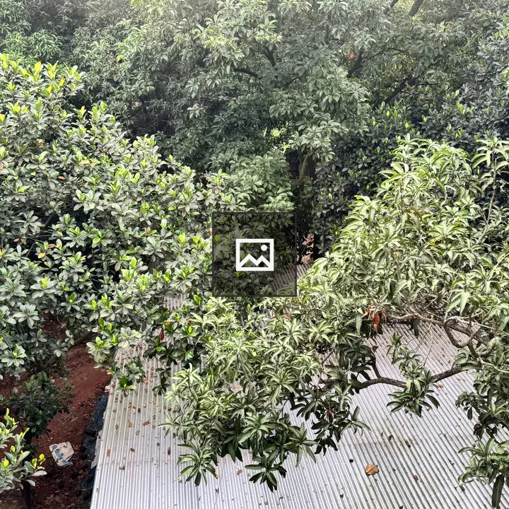 Dense canopy over corrugated roof