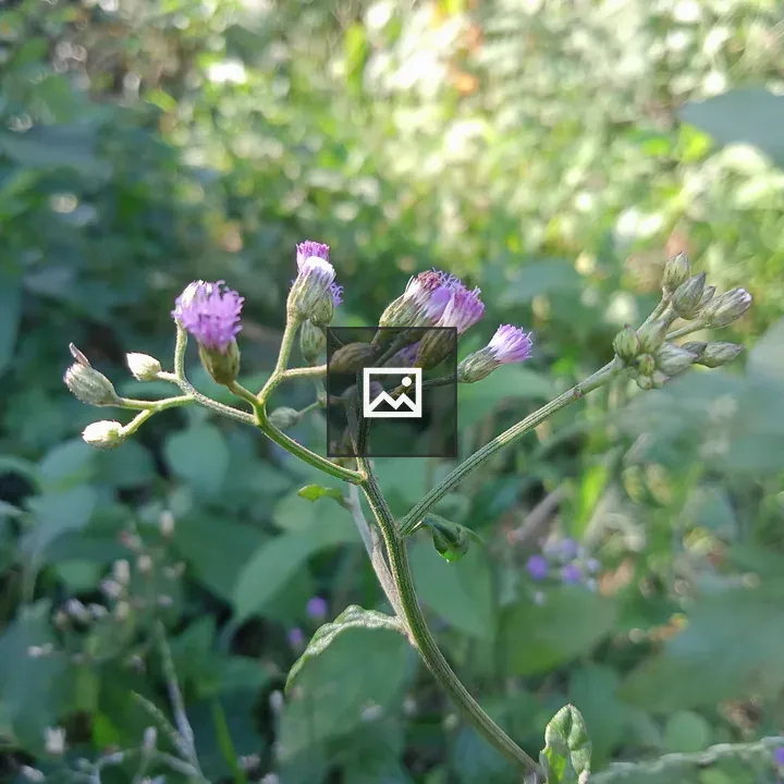 Plant with purple flowers close-up