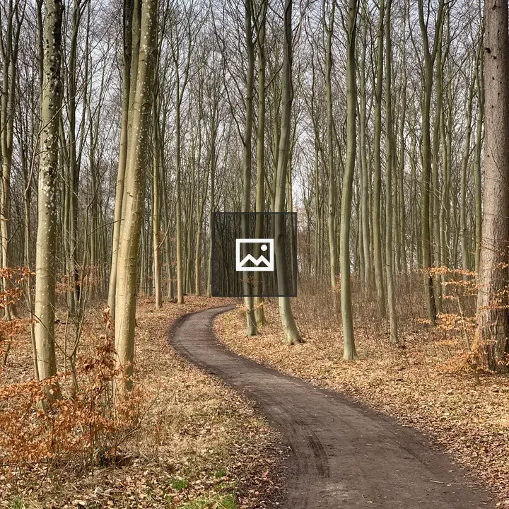 S-shaped path through bare trees
