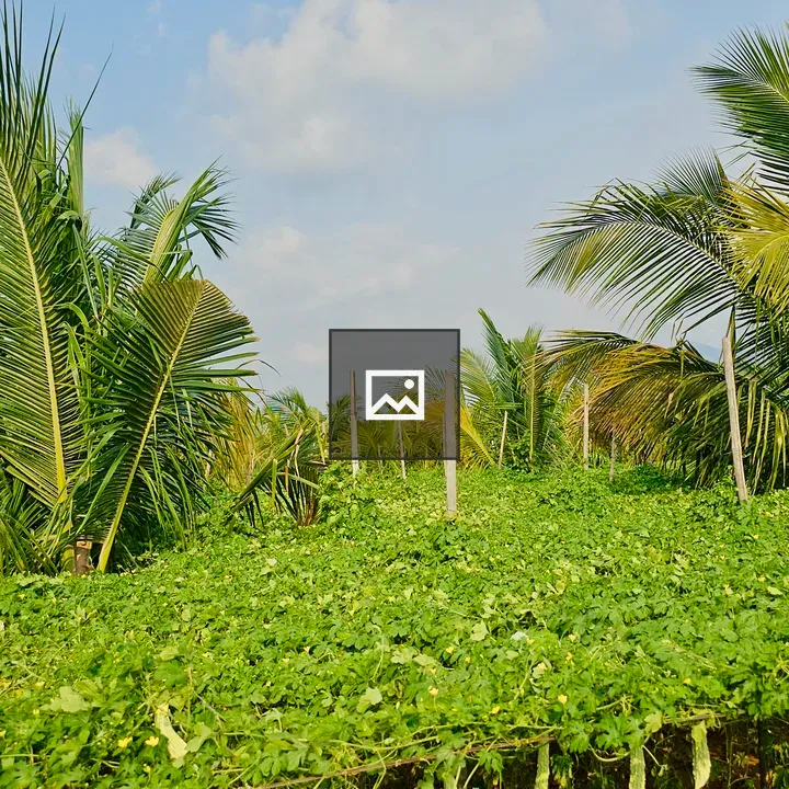 Bitter gourd farm landscape