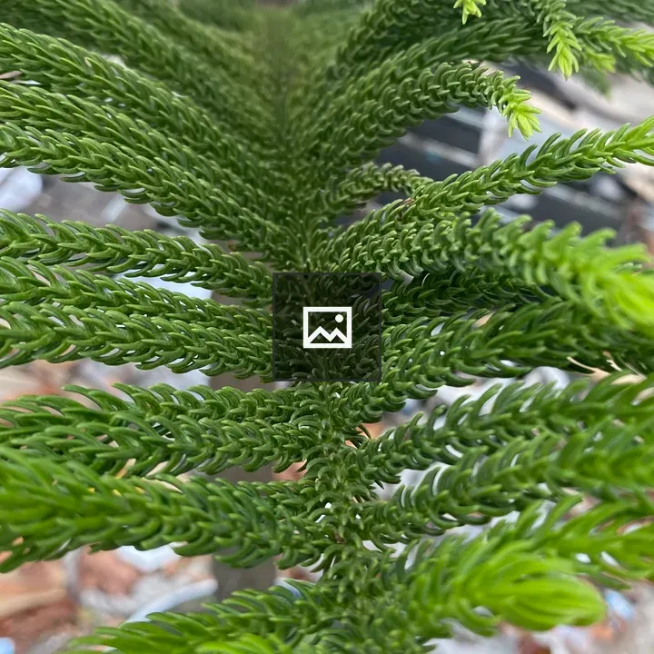 Conifer Leaves Close-Up