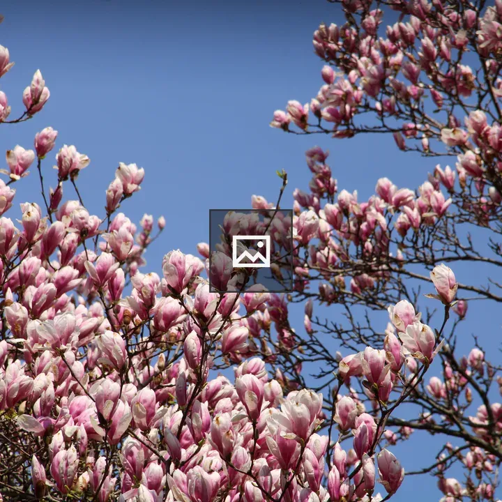 Pink magnolia tree in blue sky