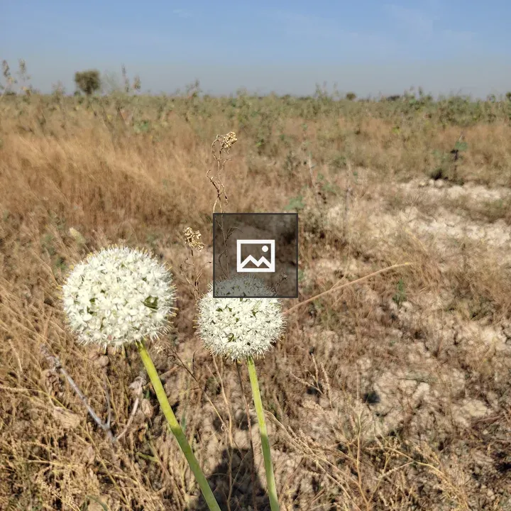 Nature photo