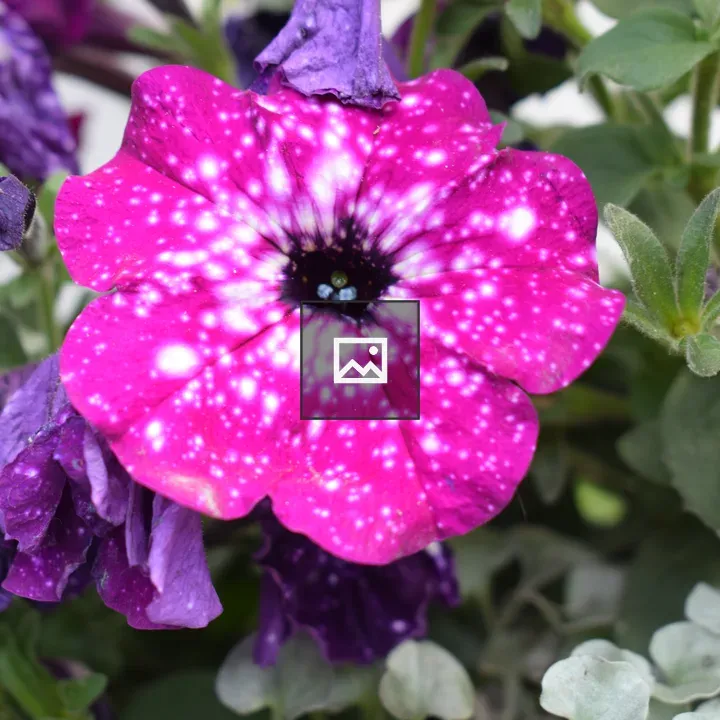 Pink and purple flower close-up