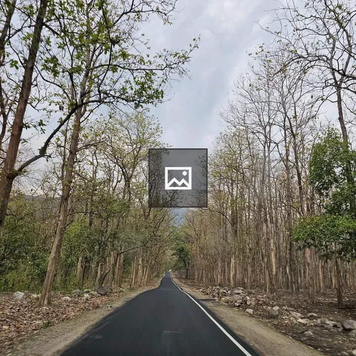 Long forest road trail