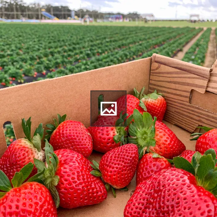 Strawberries in a Box