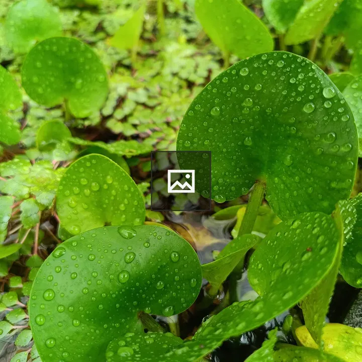 Leafs with raindrops