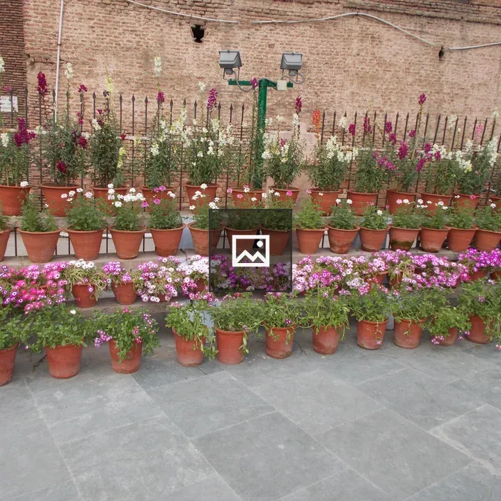 Flower pots in rows