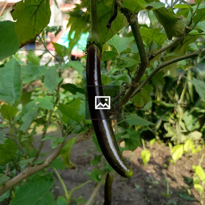 Eggplant on Green Stem