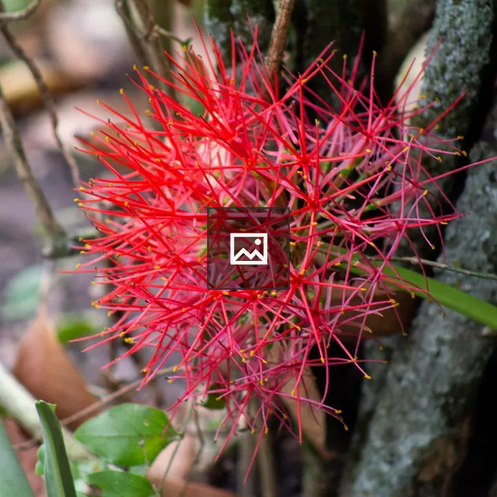 Red flower on bark