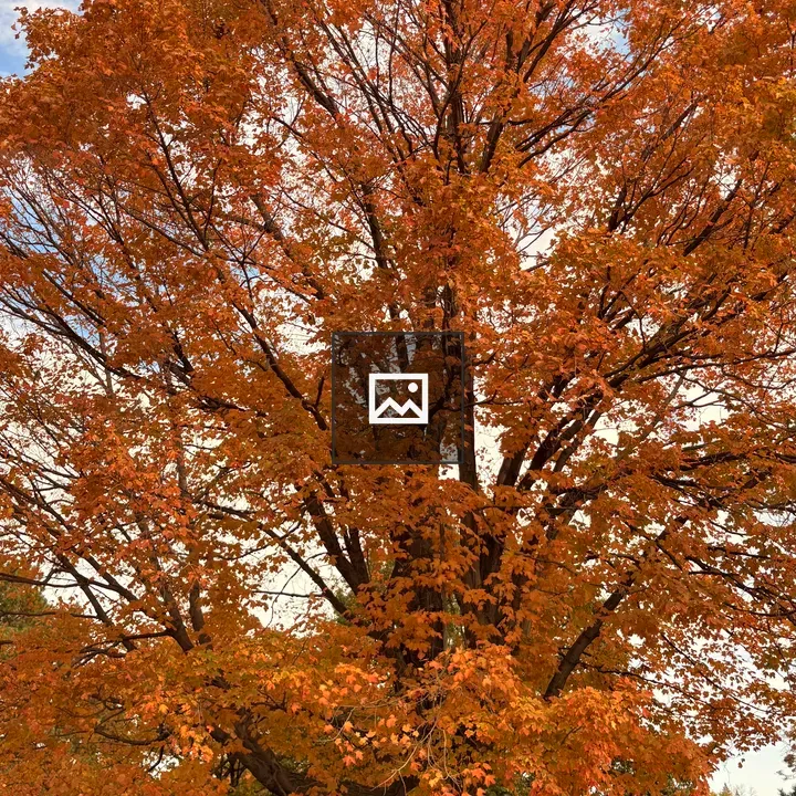 Autumn Maple Tree