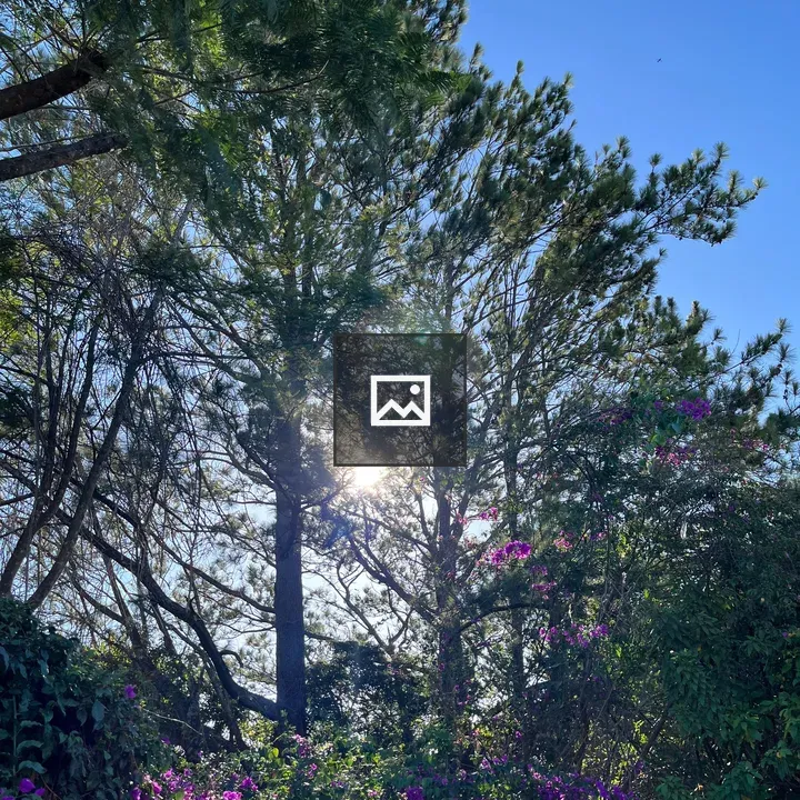 Tall trees with purple flowers