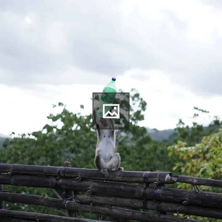 Monkey Drinking Water