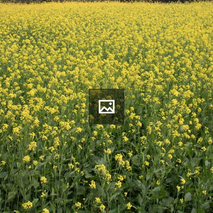 Mustard Field Landscape