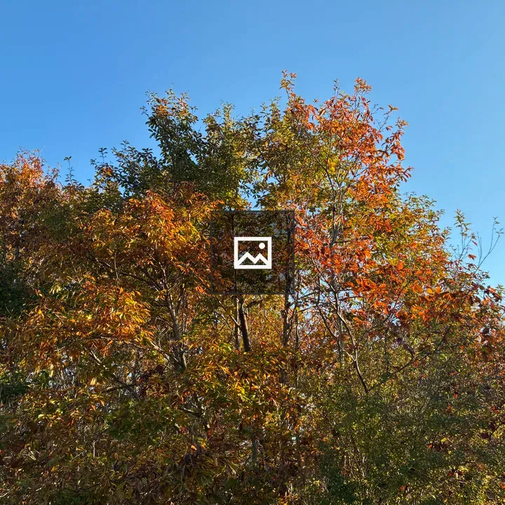 Autumn foliage trees against blue sky