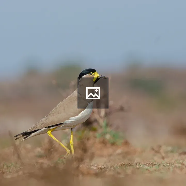 Yellow-wattled Lapwing in Grass