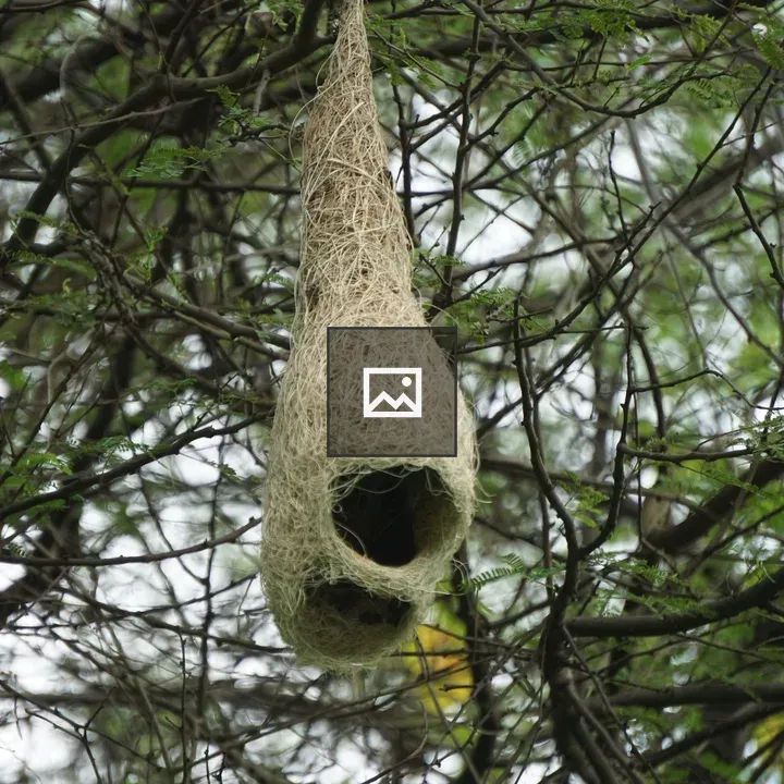 Weaver bird nest close-up